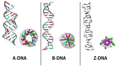 Los 7 Tipos De Adn Y Sus Características