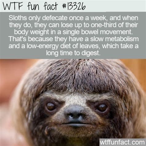 Wtf Fun Fact 13326 Sloth Poop