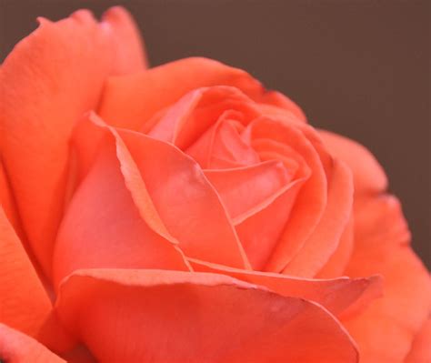 Dark Peach Rose Flickr Photo Sharing