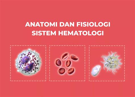 Anatomi Dan Fisiologi Sistem Hematologi Nerslicious