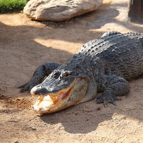 American Alligator Reid Park Zoo