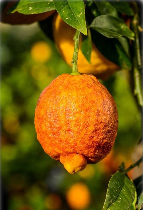 Citrus Limon Rosso Rote Zitrone Pflanze Glühweinzitrone Flora