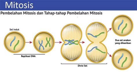 Pengertian Pembelahan Mitosis Dan Tahap Tahap Pembelahan Mitosis