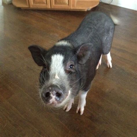 Miniature Pot Belly Pig Named Louie What A Cutie Cute Piglets