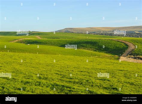 Very Lush Green Fields The Catlins South Island New Zealand Stock