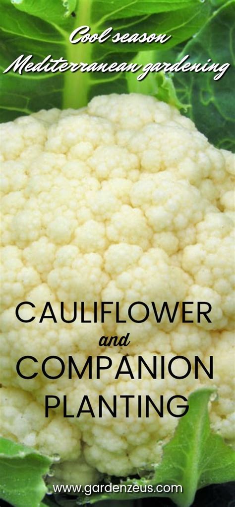 Advanced Tip Cauliflower And Companion Planting Companion Planting