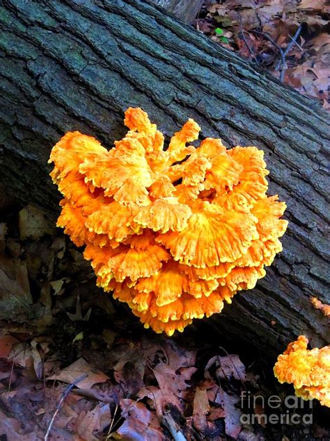 Orange Tree Fungus Photograph By Matthew Peek