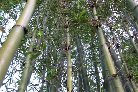 What Bamboo Is Best For Privacy Screens Bamboo Plants Hq