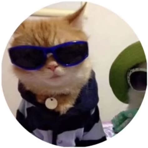 Round Icon Pfp Cute Cool Cat Sunglasses Dressed Aesthetic Y2k Profile Picture In 2022 Y2k