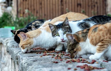 Theres No Easy Way To Reduce Feral Cat Population