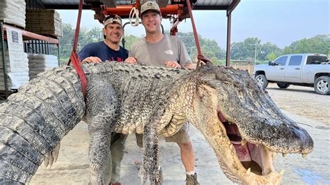 Longest Alligators In The Us That Broke American Hunting Records
