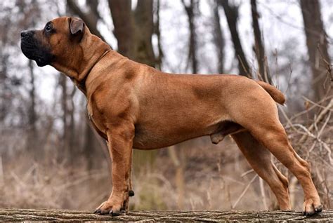 Boerboel Dog Breed Information Dogs 101 Boerboel