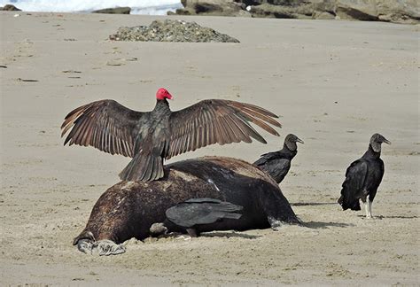 All About The Diet Of The Turkey Vulture Avian Report