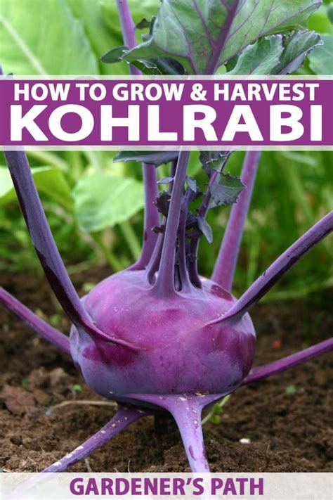 How To Grow Kohlrabi In Your Home Garden Gardeners Path