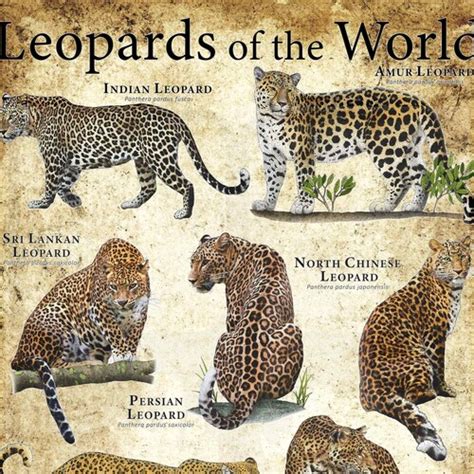 Leopards Of The World Poster Print Etsy Uk
