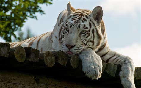 Handsome White Tiger Wallpapers Hd Desktop And Mobile