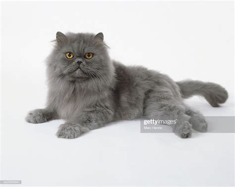 Blue Persian Longhaired Cat With Large Orange Eyes Lying