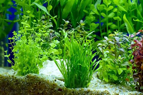 The Top 10 Best Plants For Betta Fish Fishkeeping World