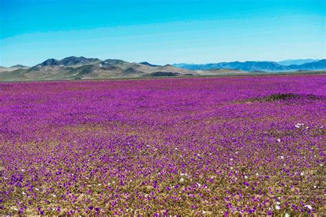 Wildflower Superbloom Explodes In The Desert Abc News