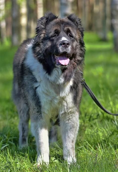 Russian Bear Dog The Ultimate Caucasian Shepherd Guide All Things Dogs