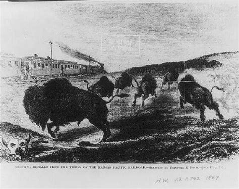 Haunting Images From Americas 19th Century Bison Extermination