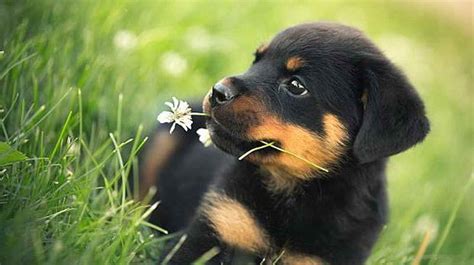 All guardian rottweiler puppies come with a lifetime gr puppy contract that guarantees health and temperament, and on show quality puppies, a lifetime genetic guarantee. German Rottweiler Puppies Az | PETSIDI