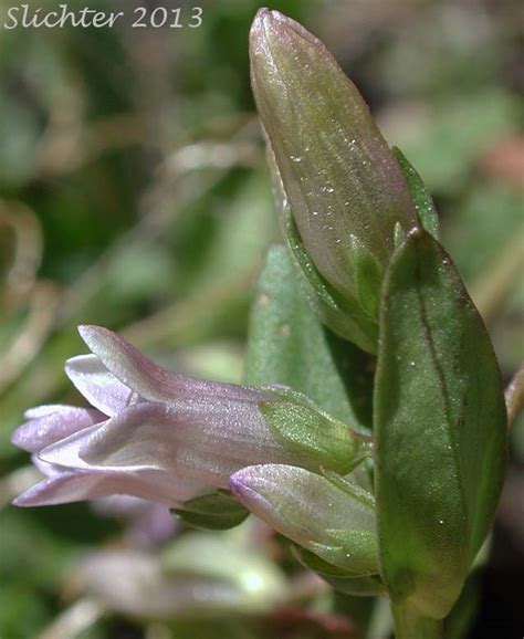 Autumn Dwarf Gentian Felwort Northern Gentian Gentianella Amarella