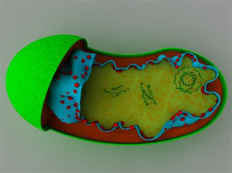 Mitochondrion Cells 3d 3ds