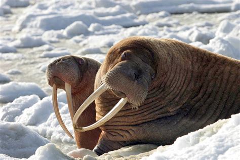 Warming Climate Leaves Alaskans With Fewer Walrus To Hunt The Columbian