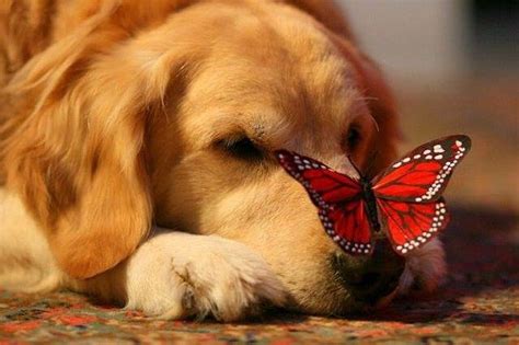Butterfly Visiting Dogs Nose Pictures Photos And Images For Facebook