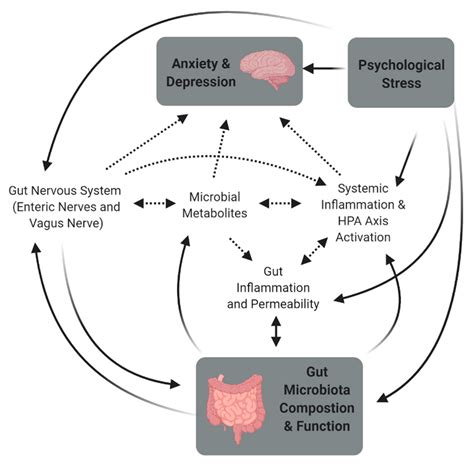 Microorganisms Free Full Text The Microbiome Gut Brain Axis And