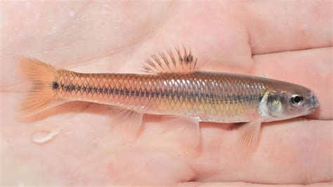 Maryland Biodiversity Project Bluntnose Minnow Pimephales Notatus