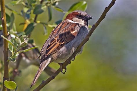 House Sparrow Passer Domesticus Bird