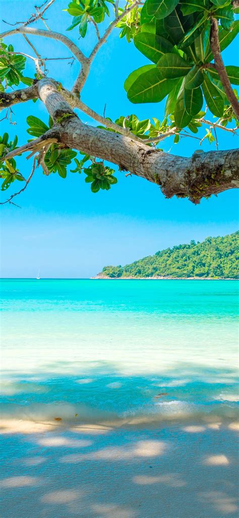 Beautiful Sea Beach Tree Tropical 1242x2688 Iphone 11