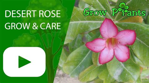 Desert Rose Plant Growing And Care Youtube