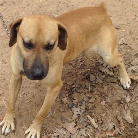Pin On Black Mouth Cur