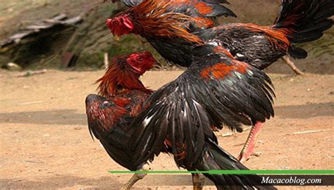 Gambar animasi keren ninja terlihat keren 800 Gambar Ayam Aduan Terbaik HD Gratis - Infobaru