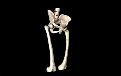 Hip Joint Hip Bone Sacrum Femur Only B 3d Model Animated Obj