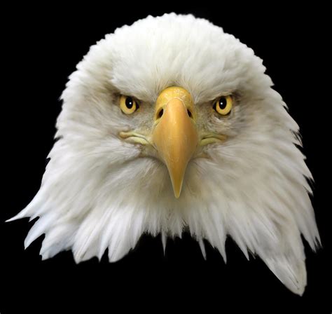 Bald Eagle Photograph By Shane Bechler Fine Art America