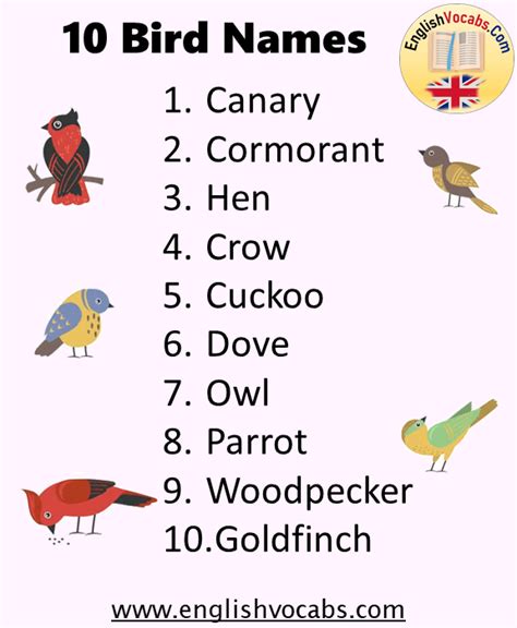 10 Birds Name List English Vocabs