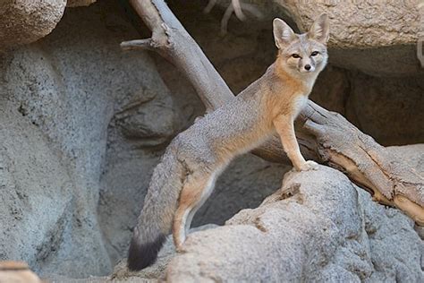 Kit Fox The Living Desert