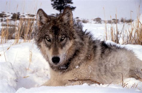 Последние твиты от wolves (@wolves). Montana's wolf population remains strong | The Spokesman ...