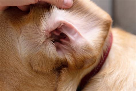 Dogs Ears Stink Symptoms Causes And 6 Treatments