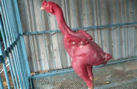 Advantages And Disadvantages Of Featherless Naked Chickens Dengarden