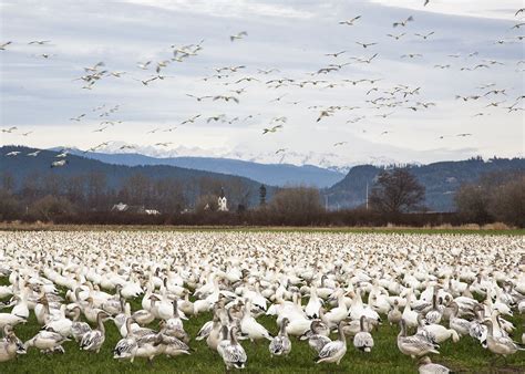 Snow Geese Flock To The Skagit Valley Near Conway Each Winter