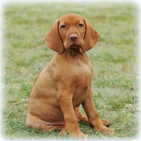 Vizsla Puppies For Sale • Adopt Your Puppy Today • Infinity Pups