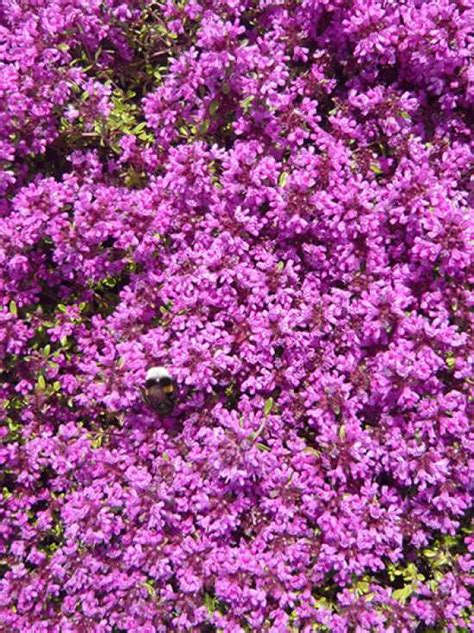 Sie sind dann von hand bemalt und versiegelt, um für den außenbereich geeignet. Thymus praecox 'Coccineus' / Garten-Thymian günstig kaufen