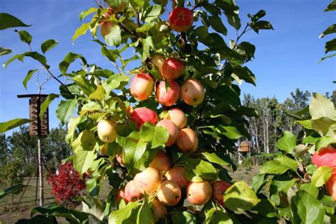 Apples Are Growing On The Branches Of An Apple Tree