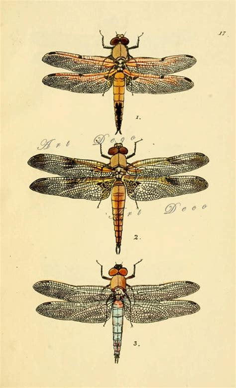 Vintage Dragonfly Art Printantique Scientific By Artdeco