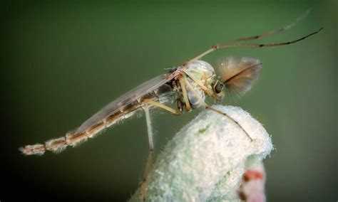 male vs female mosquito the key differences wiki point